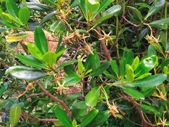 -华侨城湿地公园