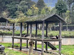 -中国大熊猫保护研究中心雅安碧峰峡基地