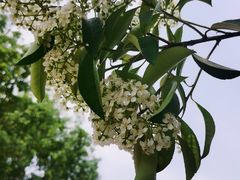 -大塘金香草谷