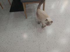 -喵园·猫主题咖啡厅·撸猫·猫咖(国贸店)