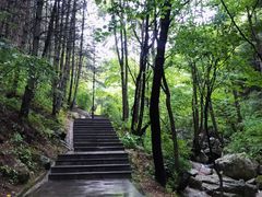 -王顺山国家森林公园