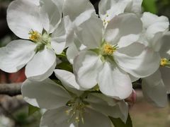 -海棠花溪(元大都城垣遗址公园)