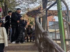 -灵玲国际马戏城