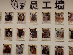 -有喵·猫咖·狗咖·30几只猫10只小狗(岗厦店)