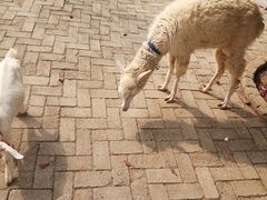 -武汉紫薇都市田园