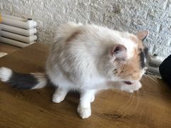 -平行世界·猫咖(首经贸店)