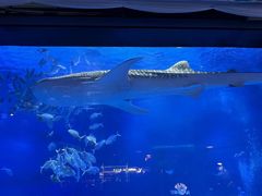 -烟台海昌鲸鲨海洋公园