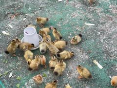 -前小桔亲子创意农场·草莓采摘·露营烧烤