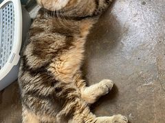 -喵屿·大理花园猫咖