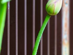 -陈家山荷花公园