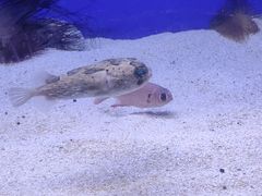 -乌鲁木齐海洋馆