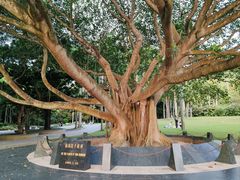 -深圳仙湖植物园