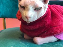 -藏猫猫咖啡主题馆(中央大道店)