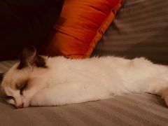 -猫十亿·布偶金渐层·曼基康矮脚猫舍(青年路店)