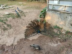 -深圳野生动物园