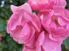 -上海市控江中学