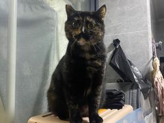 -创凡宠物医院·骨专科  猫科中心(西乡分院)