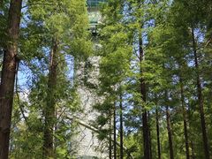 -黄海国家森林公园