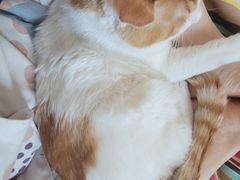 -宠福鑫动物医院(望京分院)