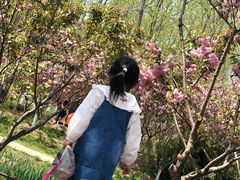 -合肥滨湖国家森林公园