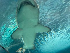 -上海海洋水族馆