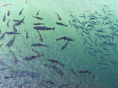 -九曲溪竹筏码头