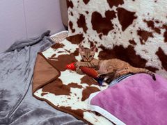 -momokira米努特·德文卷毛猫·棉花面纱犬