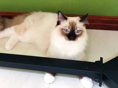 -猫亿天猫咖