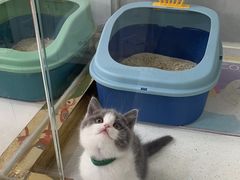 -糯米喵星人总部直营旗舰店·猫舍·幼猫出售