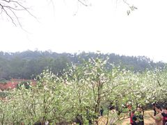 iphone_upload_pic-南国桃园旅游度假区