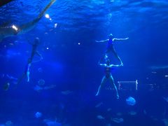 -烟台海昌鲸鲨海洋公园