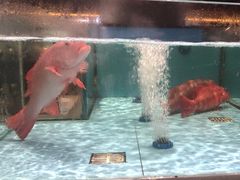 -阿伟海鲜楼·福建菜(延寿店)