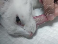 -乐派堂宠物医院·猫友好· 心脏科(东街店)