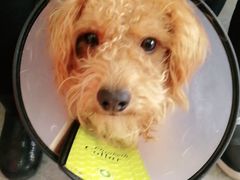 -安安宠医·安宠宠物医院