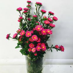 -安那般那皮肤年轻化ANAPANA