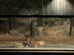 -清迈夜间动物园