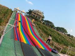 -大塘金香草谷