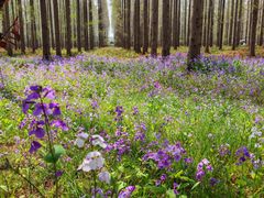 -黄海国家森林公园