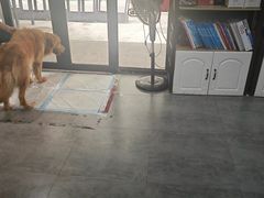 -严国平动物医院(德政总院)