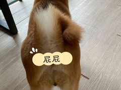 -柴犬高等学院·狗咖·柴犬售卖·宠物训练