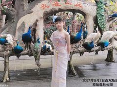 -西双版纳原始森林公园