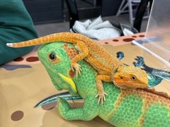 -FAIRYLAND龙族星球主题餐厅(凯丹广场店)