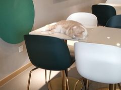 -飞行喵MR PILOT|猫舍·猫咖(静安大融城店)