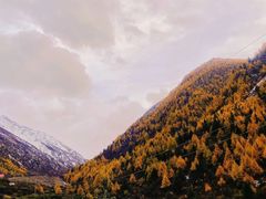 -铁山坪森林公园