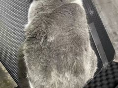 -PETKIT小佩宠物·低压洗护(国顺东路店)