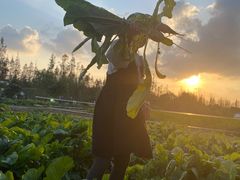 -前小桔亲子创意农场·草莓采摘·露营烧烤