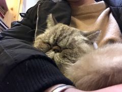 -猫色咖啡·猫咖