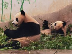 -中国大熊猫保护研究中心雅安碧峰峡基地