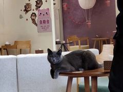 -藏猫猫咖啡主题馆(中央大道店)