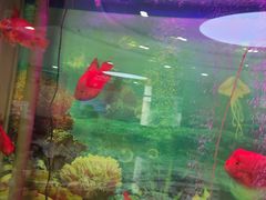 -雅悦齿科(顾村公园店)